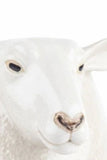 Quail Ceramics White Faced Suffolk Sheep Utensil Pot