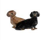 Quail Ceramics: Salt & Pepper Pots: Dachshund